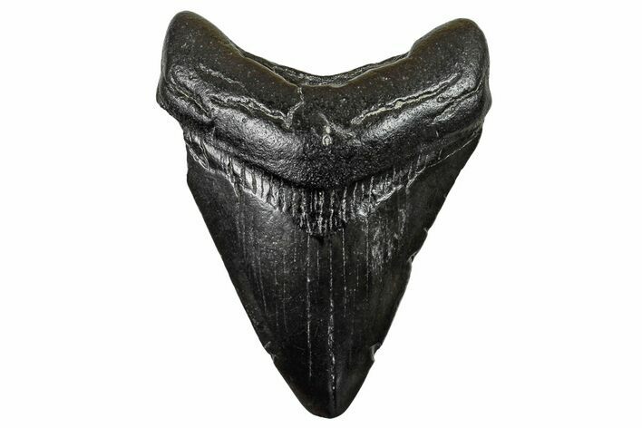 Fossil Megalodon Tooth #236084